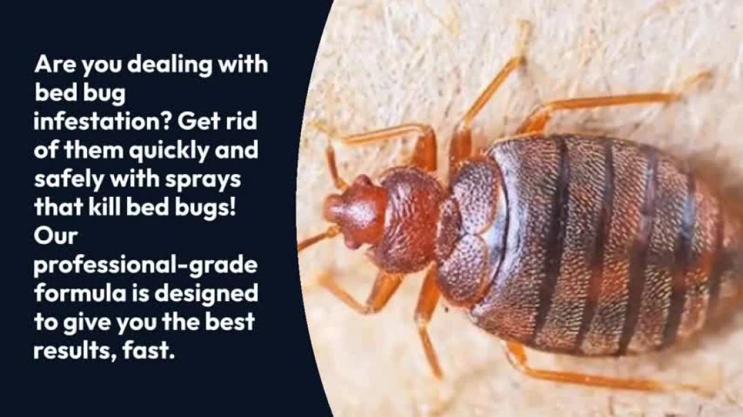 Best Spray To Kill Bed Bugs